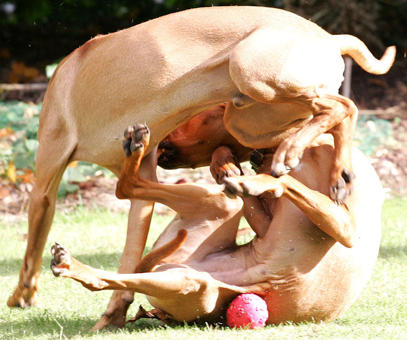 Rough-house Ridgeback play