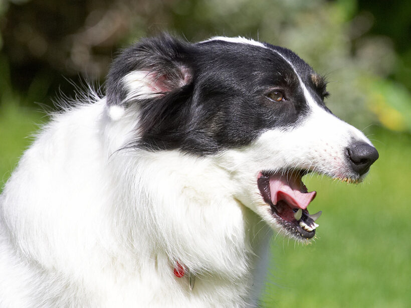 Jus' gonna lick my chops