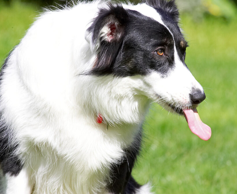 Boy, what a long tongue