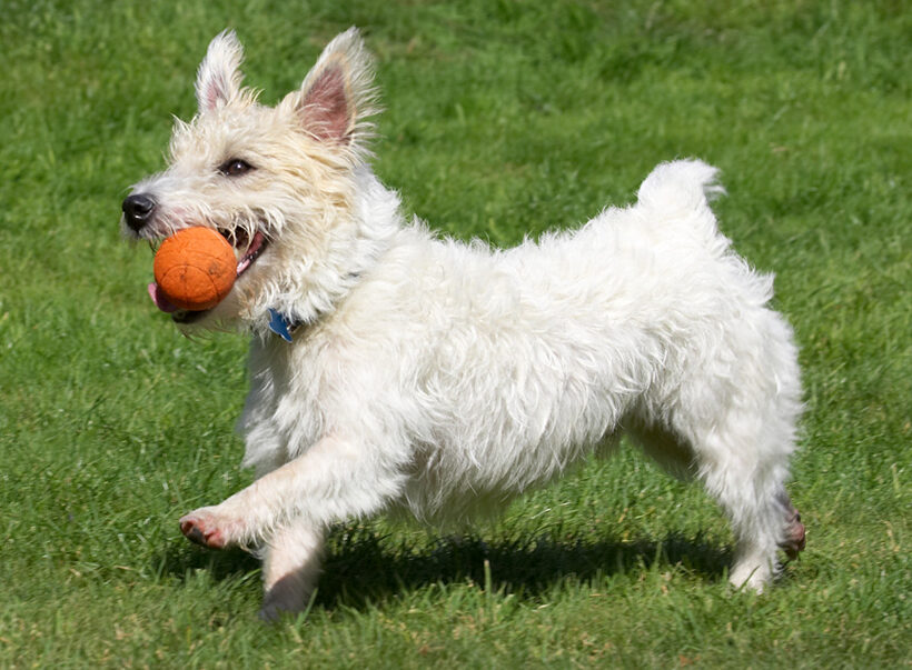 I just love ball playing