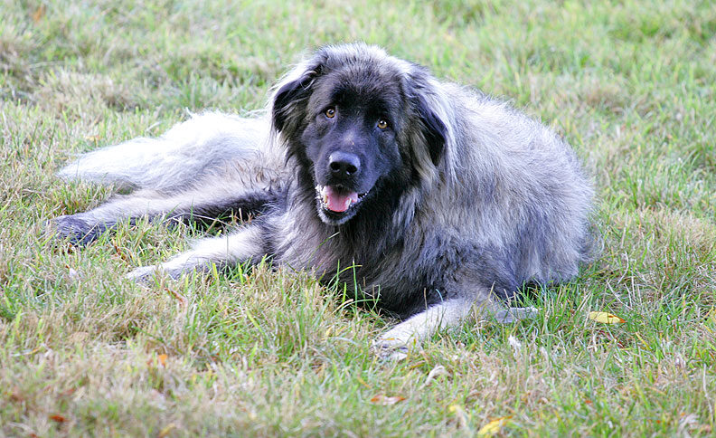 Oscar Enjoying The Autumn Afternoon