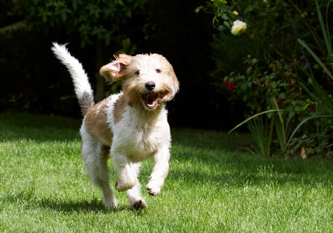 Bassett, Dog, Dogs, Grand, Hound, Hounds, Laugh, Laughing, Libbie, Play, Playing, Playtime, Run, Running, Vendeen