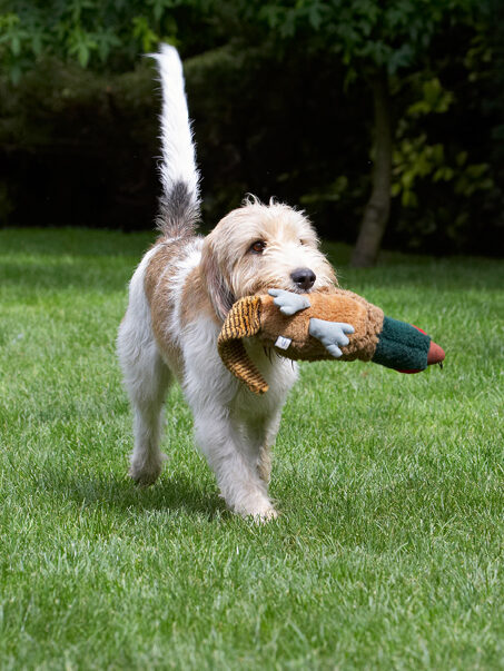 Bassett, Dog, Dogs, Grand, Hound, Hounds, Libbie, Pheasant, Play, Playing, Playtime, Vendeen