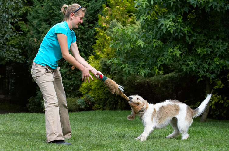 Bassett, Dog, Dogs, Grand, Hound, Hounds, Julita, Libbie, Pheasant, Play, Playing, Playtime, Tug-o-war, Vendeen