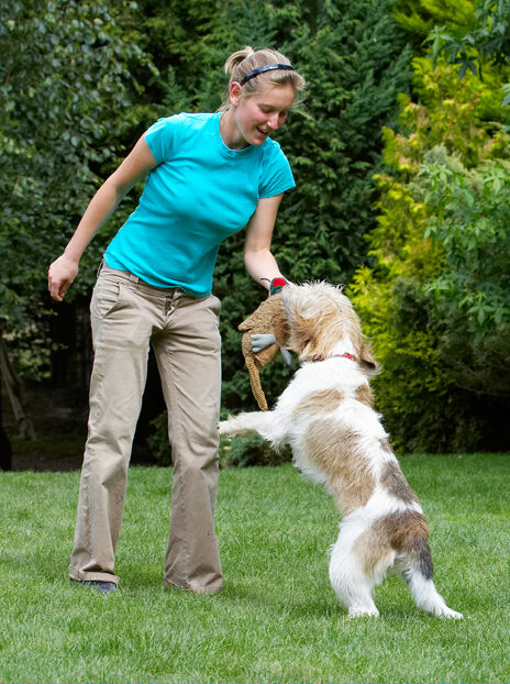 Bassett, Dog, Dogs, Grand, Hound, Hounds, Julita, Libbie, Pheasant, Play, Playing, Playtime, Smile, Smiling, Tug-o-war, Vendeen, Woman