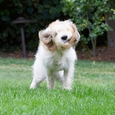 Bassett, Dog, Dogs, Grand, Hound, Hounds, Libbie, Play, Playing, Playtime, Shake, Shaking, Twist, Vendeen