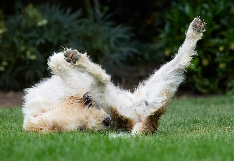 Bassett, Dog, Dogs, Grand, Hound, Hounds, Libbie, Play, Playing, Playtime, Roll, Rolling, Vendeen