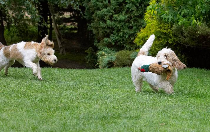 Alfie, Bassett, Chase, Chasing, Dog, Dogs, Grand, Hound, Hounds, Libbie, Pheasant, Play, Playing, Playtime, Run, Running, Vendeen