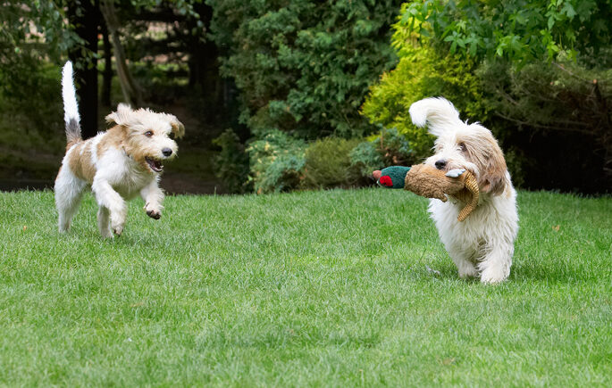 Alfie, Bassett, Chase, Chasing, Dog, Dogs, Grand, Hound, Hounds, Libbie, Pheasant, Play, Playing, Playtime, Run, Running, Vendeen