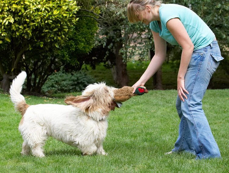 Alfie, Bassett, Blonde, Dog, Dogs, Grand, Hound, Hounds, Kate, Pheasant, Play, Playing, Playtime, Tug-o-war, Vendeen, Woman