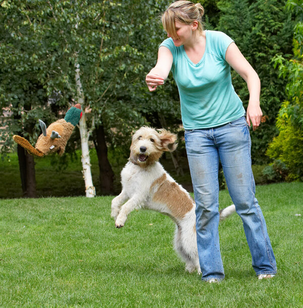 Bassett, Blonde, Dog, Dogs, Grand, Hound, Hounds, Kate, Libbie, Pheasant, Play, Playing, Playtime, Vendeen, Woman