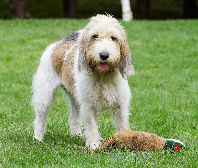 Bassett, Dog, Dogs, Grand, Hound, Hounds, Libbie, Pheasant, Play, Playing, Playtime, Tongue, Vendeen