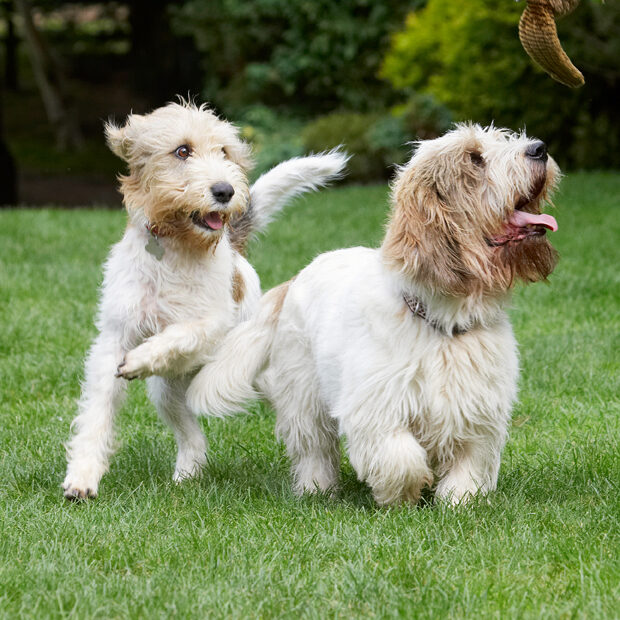 Alfie, Bassett, Chase, Chasing, Dog, Dogs, Grand, Hound, Hounds, Libbie, Play, Playing, Playtime, Tongue, Vendeen