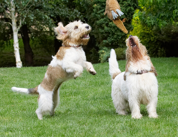 Alfie, Bassett, Dog, Dogs, Grand, Hound, Hounds, Jump, Jumping, Libbie, Pheasant, Play, Playing, Playtime, Vendeen