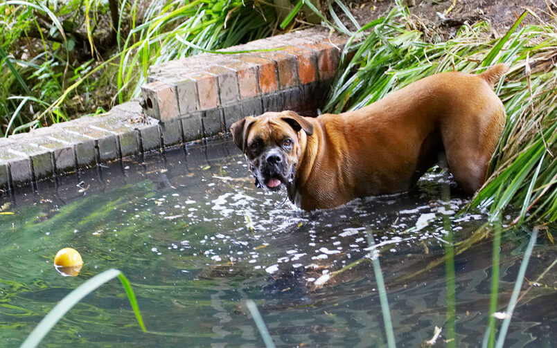Ball, Boxer, Dog, Dogs, Nog, Play, Playing, Playtime, Wade, Wading, Water