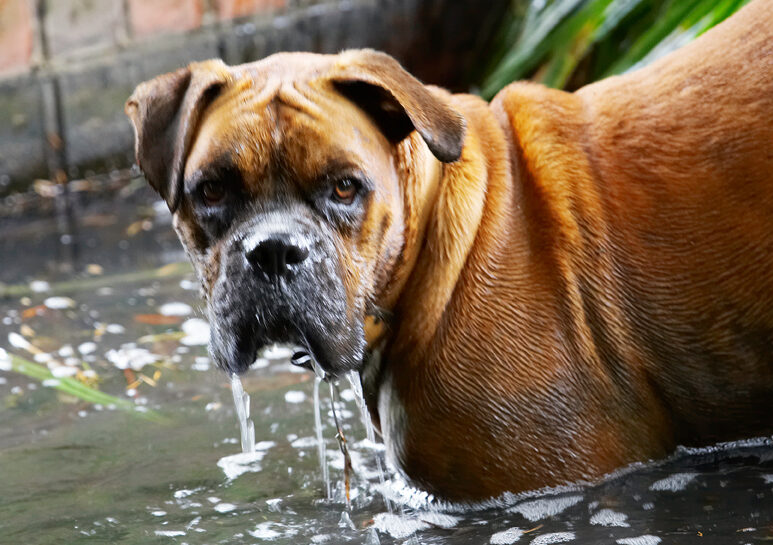 Boxer, Dog, Dogs, Head, Nog, Play, Playing, Playtime, Water