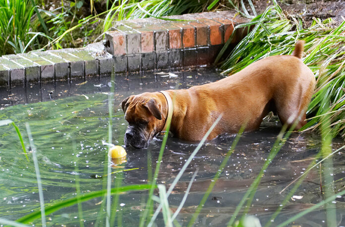 Ball, Boxer, Dog, Dogs, Nog, Play, Playing, Playtime, Wade, Wading, Water