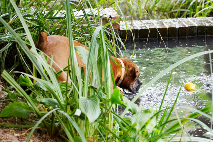 Ball, Boxer, Dog, Dogs, Nog, Play, Playing, Playtime, Water
