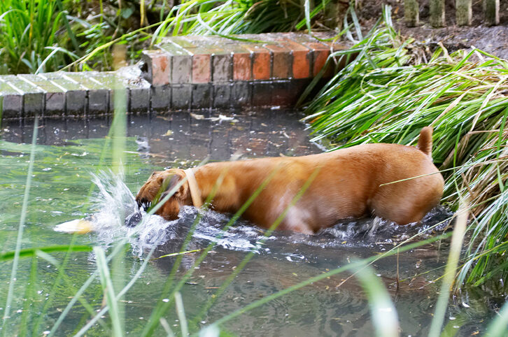 Ball, Boxer, Dog, Dogs, Dunking, Nog, Play, Playing, Playtime, Wade, Wading, Water