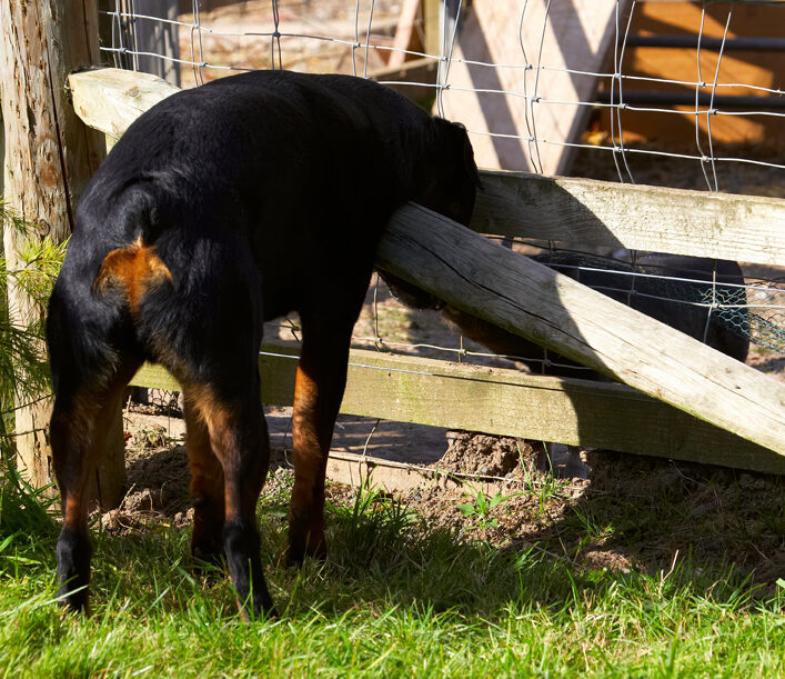 Berkshire, Dog, Dogs, Hugo, Kiss, Pig, Pigs, Play, Playing, Playtime, Rottweiler