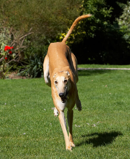 Dog, Dogs, Greyhound, Greyhounds, Laurel, Mister, MR, Play, Playing, Playtime, Run, Running