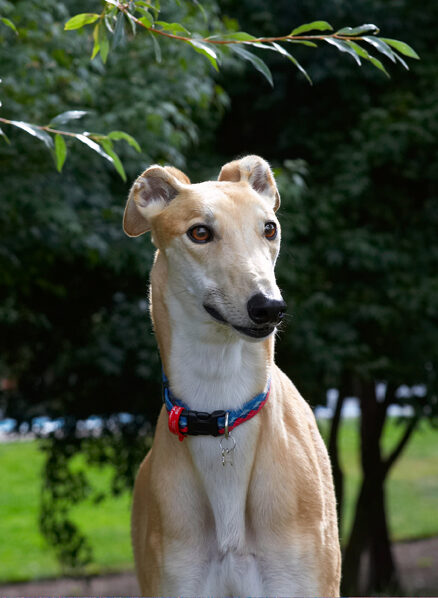 Dog, Dogs, Greyhound, Greyhounds, Head, Laurel, Mister, MR, Play, Playing, Playtime, Portrait, Pose, Posing