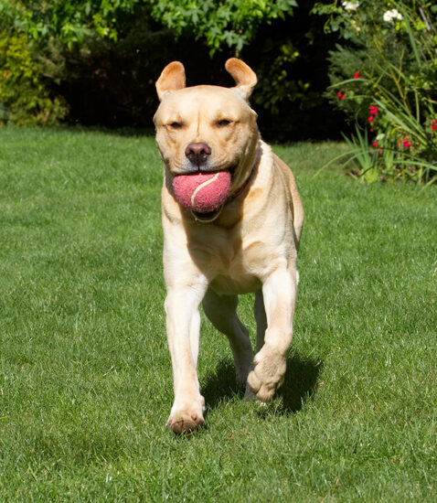 Ball, Barney, Dog, Dogs, Golden, Play, Playing, Playtime, Retriever, Retrievers, Run, Running