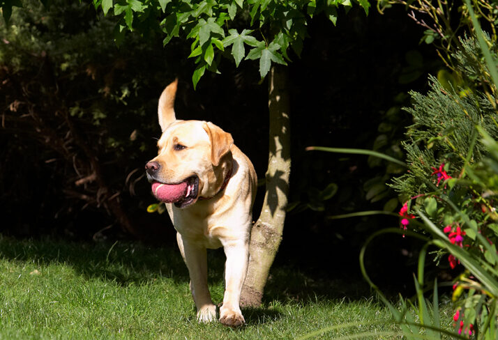 Ball, Barney, Dog, Dogs, Golden, Play, Playing, Playtime, Retriever, Retrievers