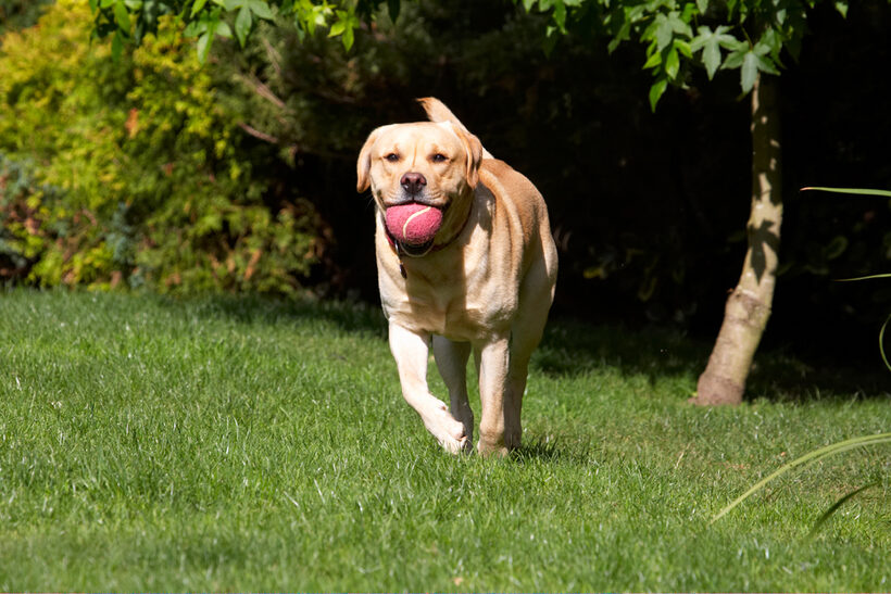 Ball, Barney, Dog, Dogs, Golden, Play, Playing, Playtime, Retriever, Retrievers