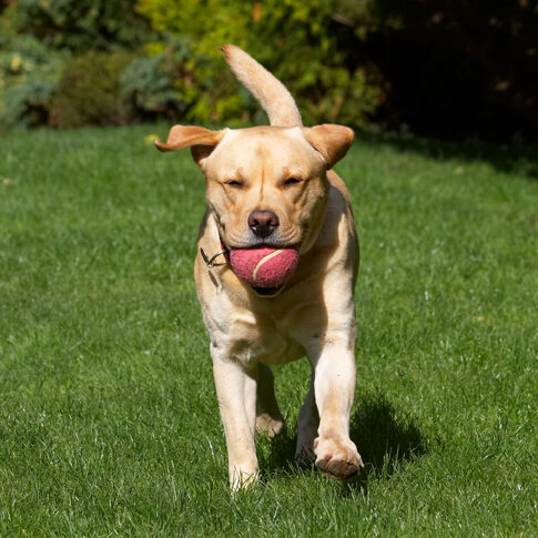 Ball, Barney, Dog, Dogs, Golden, Play, Playing, Playtime, Retriever, Retrievers, Run, Running