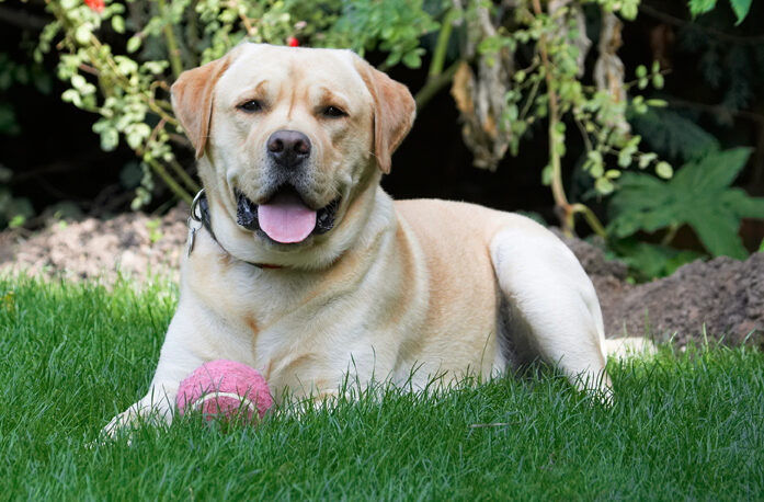 Ball, Barney, Dog, Dogs, Golden, Lying, Play, Playing, Playtime, Rest, Resting, Retriever, Retrievers, Tongue