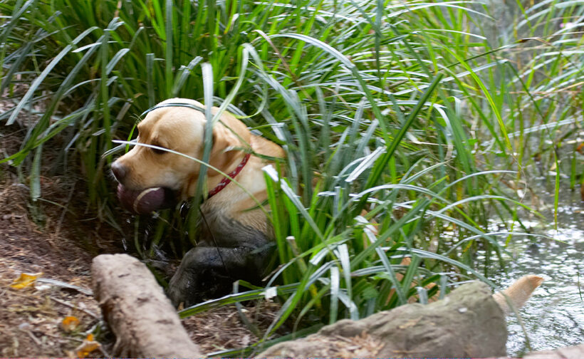 Ball, Barney, Dog, Dogs, Golden, Play, Playing, Playtime, Retriever, Retrievers, Water