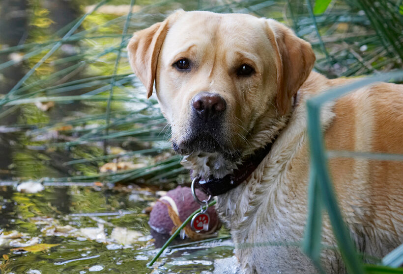 Ball, Barney, Dog, Dogs, Golden, Head, Play, Playing, Playtime, Retriever, Retrievers, Water