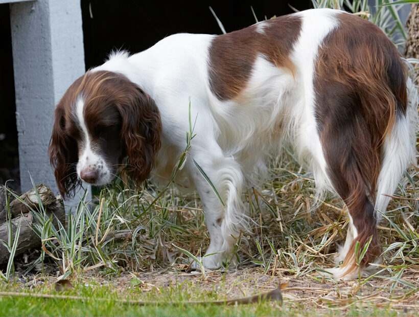 Dog, Dogs, Lola, Play, Playing, Playtime, Smell, Smelling, Sniff, Sniffing, Spaniel, Spaniels, Springer