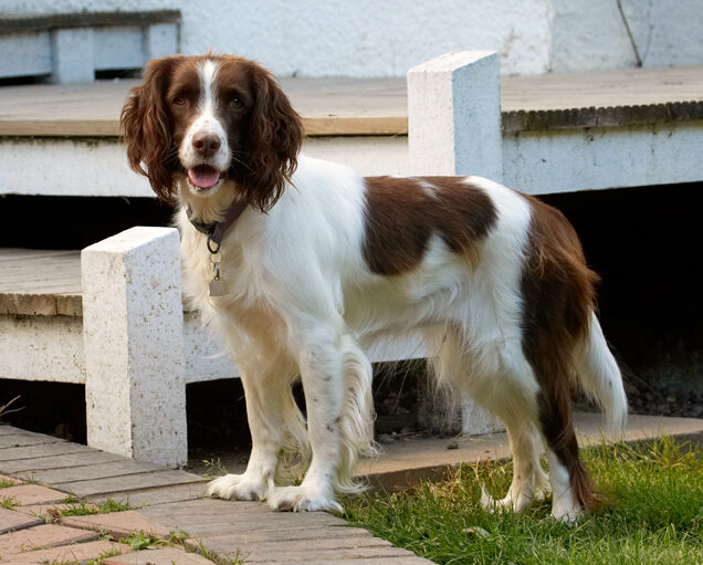 Dog, Dogs, Lola, Play, Playing, Playtime, Spaniel, Spaniels, Springer, Stand, Standing, Tongue
