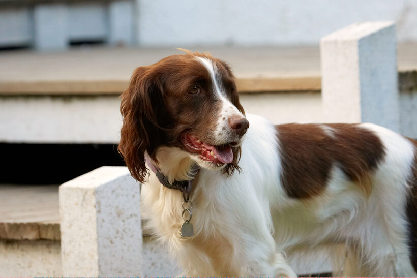 Dog, Dogs, Head, Lola, Play, Playing, Playtime, Spaniel, Spaniels, Springer, Stand, Standing, Tongue