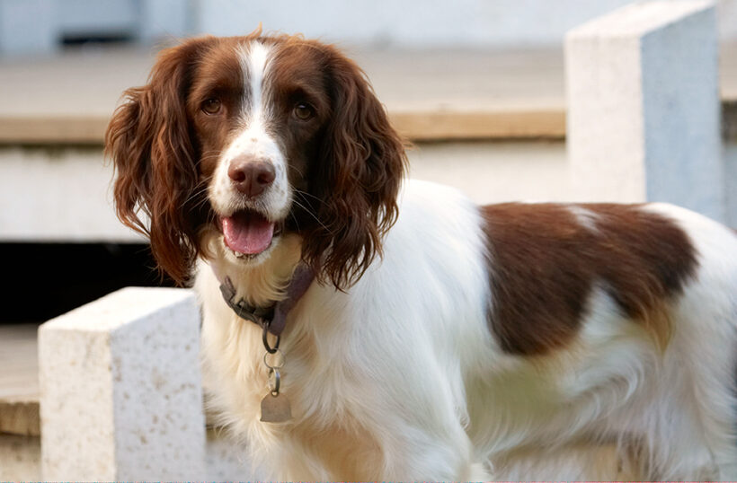 Dog, Dogs, Head, Lola, Play, Playing, Playtime, Smile, Smiling, Spaniel, Spaniels, Springer, Tongue