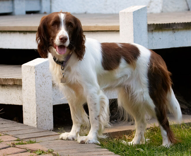 Dog, Dogs, Lola, Play, Playing, Playtime, Spaniel, Spaniels, Springer, Stand, Standing, Tongue
