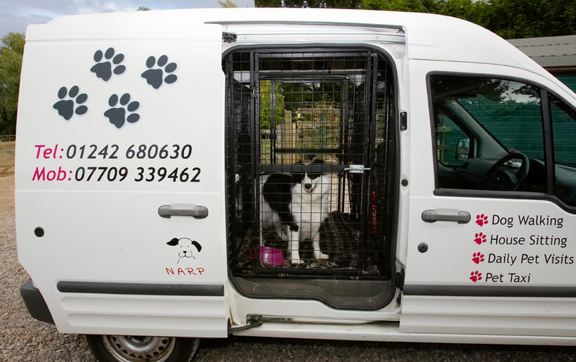 Arrival, Border, Collie, Collies, Dog, Dogs, Jackie, Taxi, Tess, Transport, Travel, Traveling, Travelling