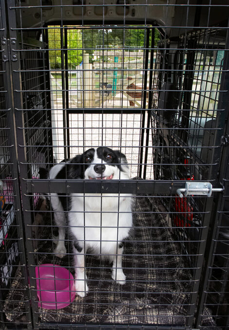 Arrival, Border, Collie, Collies, Dog, Dogs, Jackie, Taxi, Tess, Transport, Travel, Traveling, Travelling