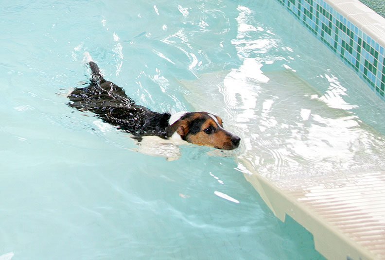 Jake Swimming to the PetRamp