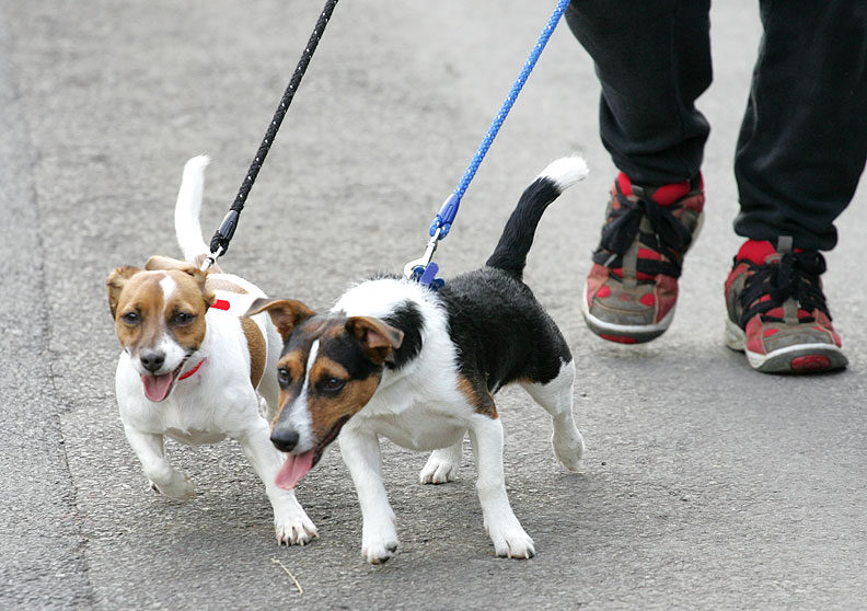 Sally and Jake on a Walk