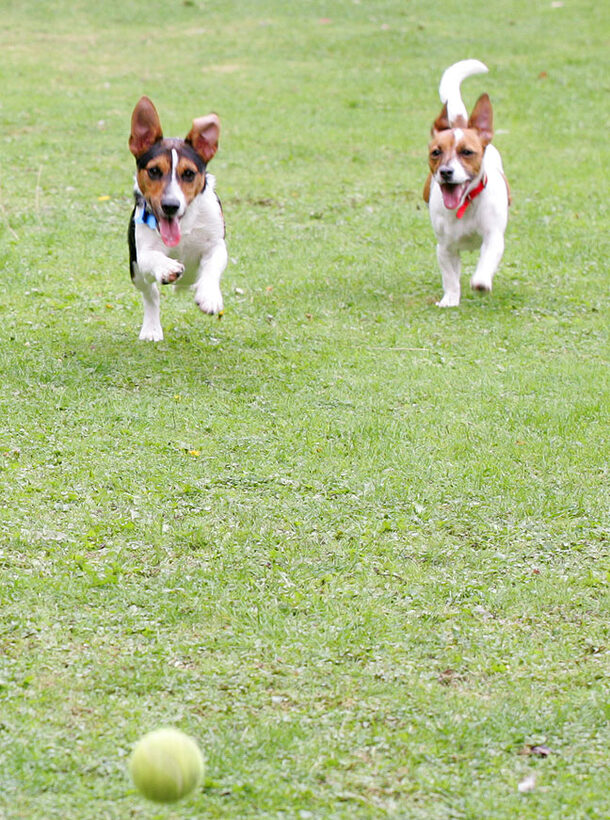 Jake and Sally Playing Catch