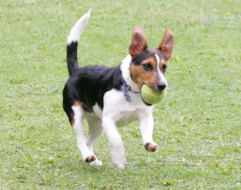 Jake With a Tennis Ball