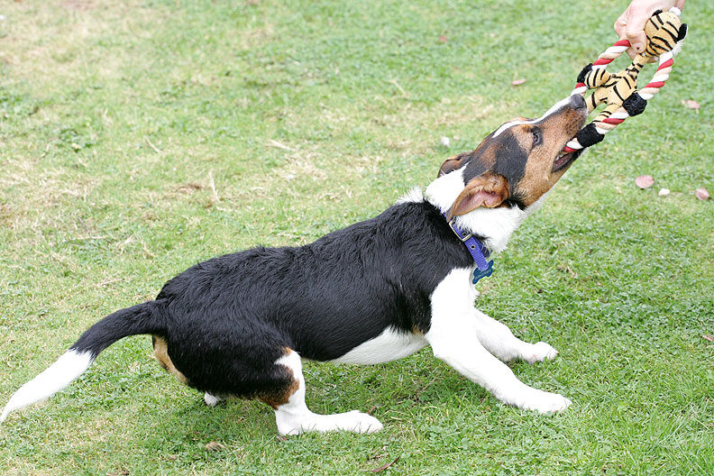 Jake Playing Tug-o-War