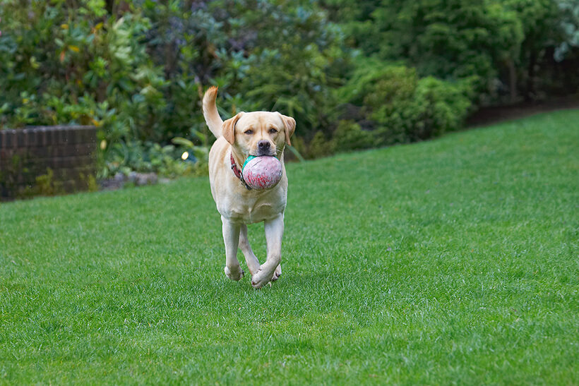 Barney, Dog, Dogs, Golden Retriever, Tongue