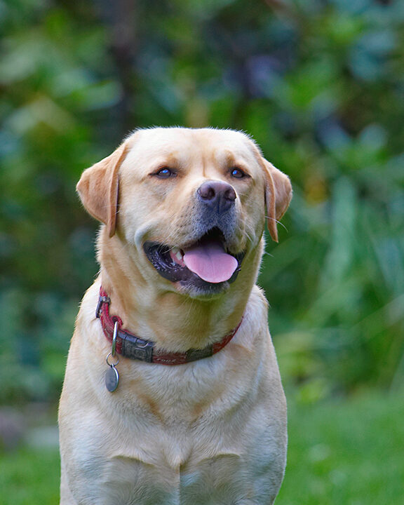 Ball, Barney, Dog, Dogs, Golden Retriever, Tongue