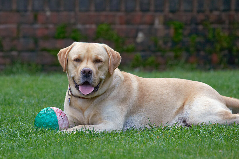 Ball, Barney, Dog, Dogs, Golden Retriever, Tongue