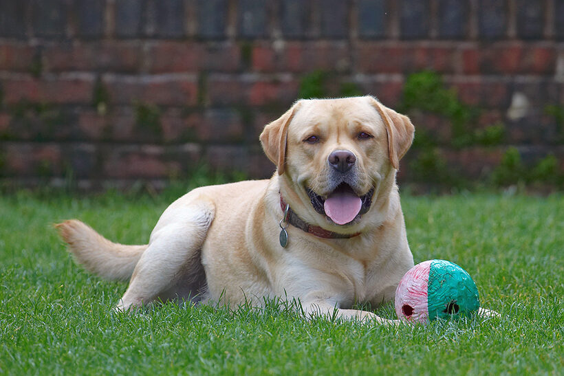 Ball, Barney, Dog, Dogs, Golden Retriever, Tongue