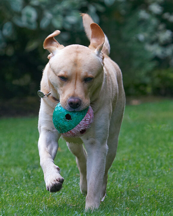 Ball, Barney, Dog, Dogs, Golden Retriever